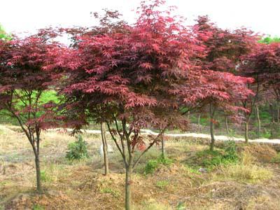 供應(yīng)紅楓苗，美國紅楓小苗，日本紅楓苗，紅楓嫁接苗 紅楓苗批發(fā)