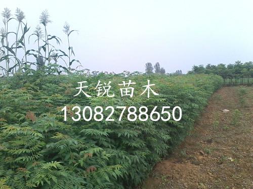 供應(yīng)北欒小苗-北欒小苗報價-天銳苗木北欒小苗基地 北欒小苗 北欒種植基地 北欒價格