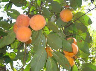 柿子圖片/柿子樣板圖 (3)