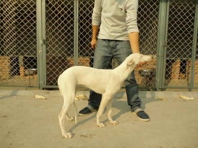 供應(yīng)大量供應(yīng)格力犬