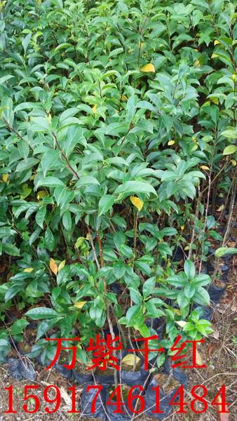 廣州紅苞木圖片/廣州紅苞木樣板圖 (3)