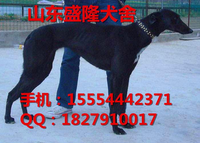 供应最新格力犬价格