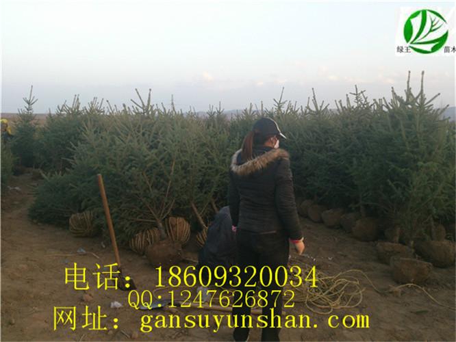 供應(yīng)甘肅云杉甘肅青扦云杉