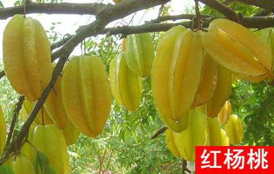供應(yīng)馬來西亞紅楊桃種苗