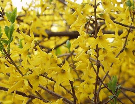 青州连翘价格潍坊青岛日照临沂莱芜图片