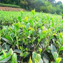 供應(yīng)蘇州東山碧螺春茶葉_蘇州東山碧螺春茶葉廠家銷售_蘇州東山碧螺春價格
