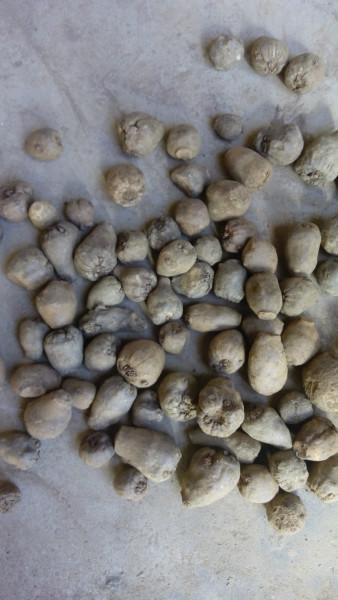 高產(chǎn)花魔芋二代種子200-300克圖片