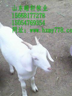 供應肉羊養(yǎng)殖肉羊綿羊價格養(yǎng)羊技術