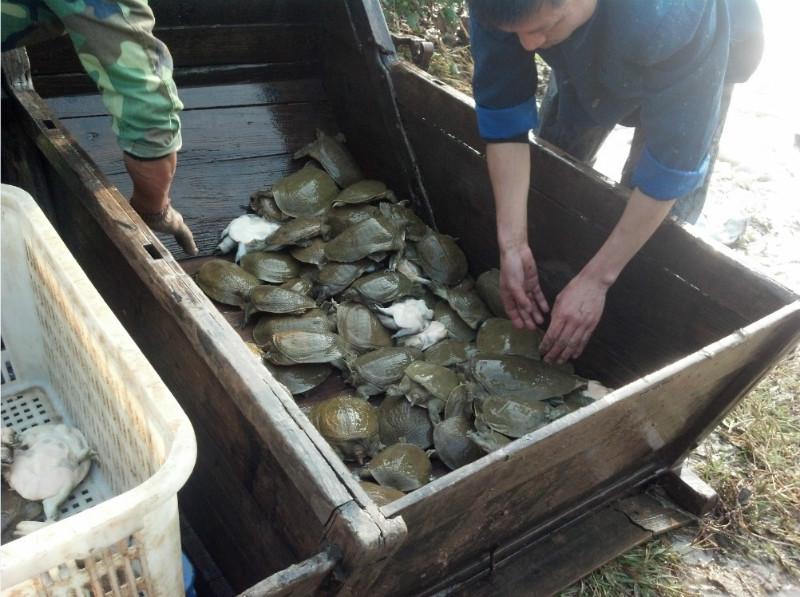 常德市江苏中华鳖甲鱼苗养殖场厂家江苏中华鳖甲鱼苗养殖场批发中华鳖甲鱼供应