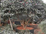 茶梅球圖片/茶梅球樣板圖 (3)