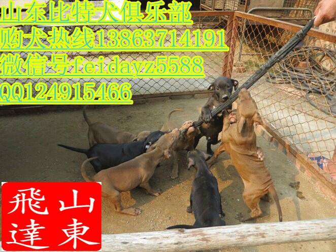 大庆斗狗比特犬图片