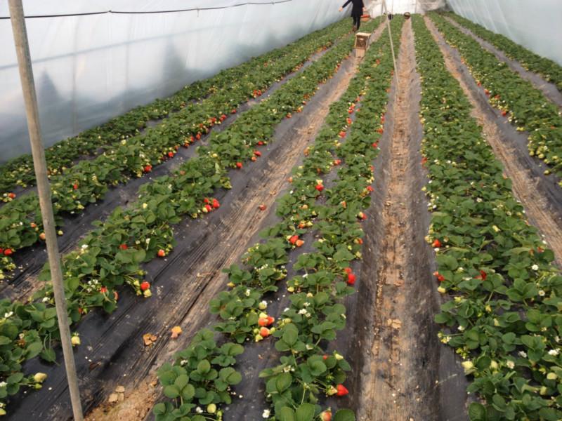 供應(yīng)遼寧草莓代收*