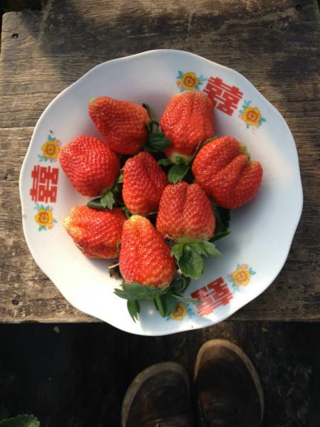 供應(yīng)榨汁草莓速凍草莓加工果