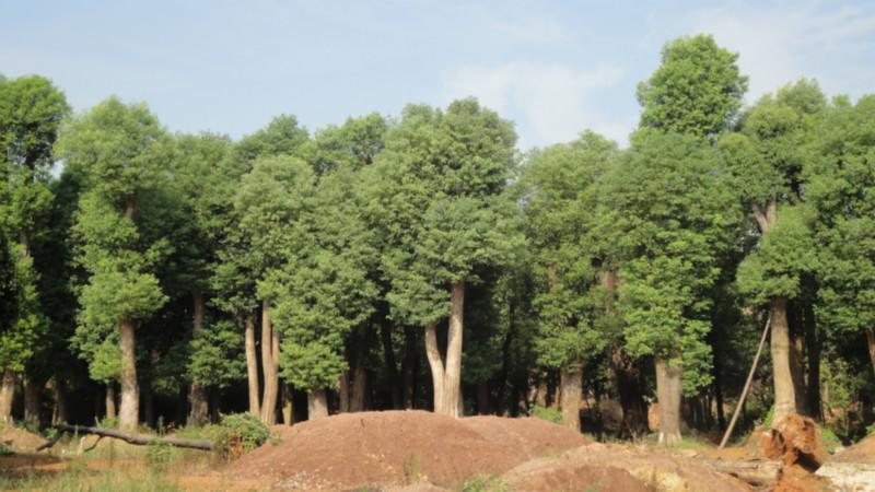 供应江西香樟批发价钱，香樟报价，香樟培植