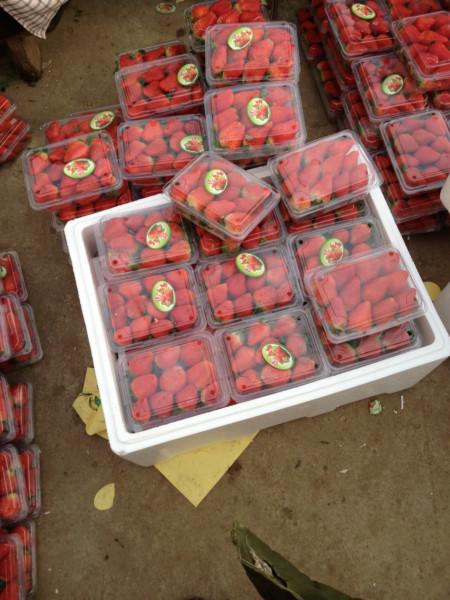 供應(yīng)江蘇*的草莓代收的*