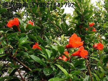 供應(yīng)*草提取物