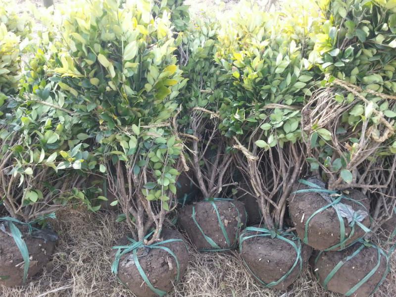 供應(yīng)金森女貞球