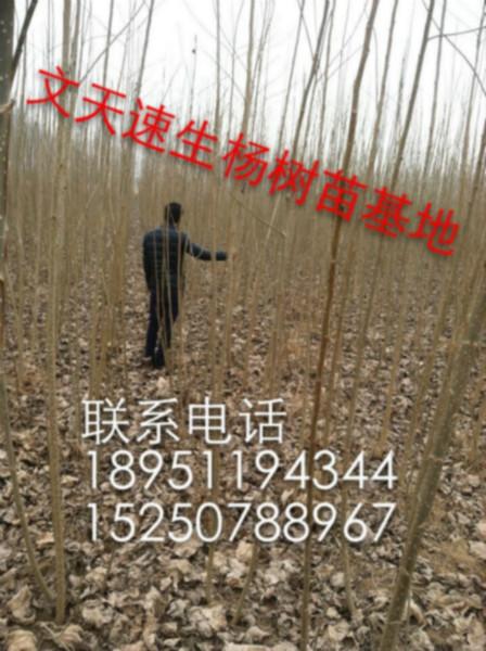 供应江苏地区欧美107杨树苗基地/杨树苗大量批发