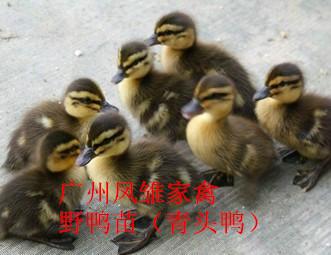 供應(yīng)青頭鴨苗
