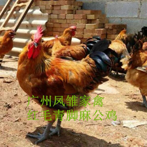 供應(yīng)青腳麻雞苗