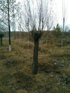 供應(yīng)云杉出售陜西榆林出售云杉出售陜西榆林出售云杉樟子松饅頭柳旱柳沙地柏等