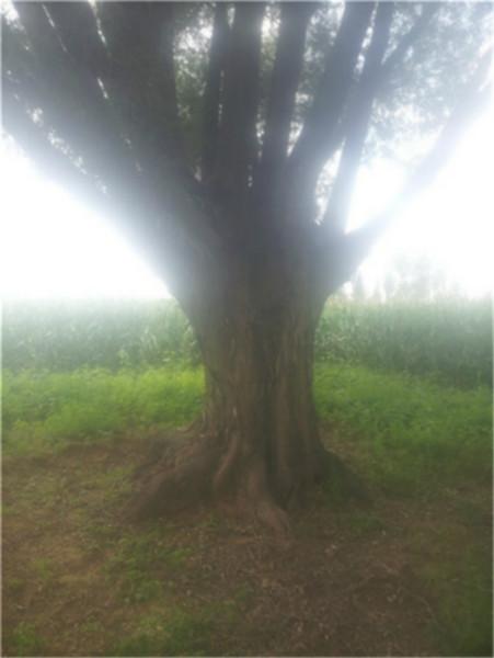 樟子松圖片/樟子松樣板圖 (2)