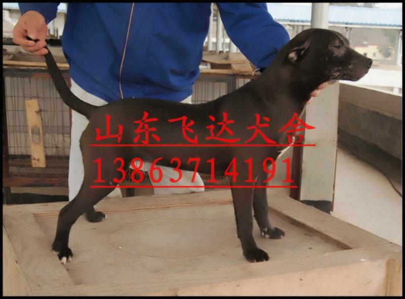 供应比特犬批发，比特犬打架视频，比特犬幼犬出售价格