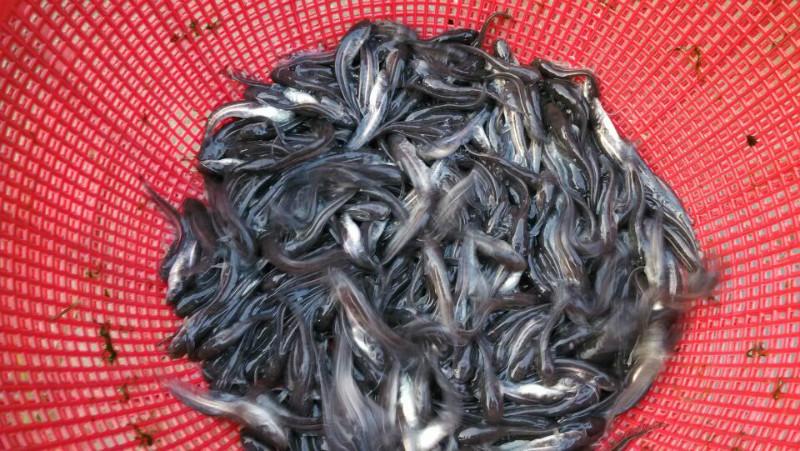 供應(yīng)新會(huì)斑點(diǎn)叉尾鮰魚苗批發(fā)價(jià)格、斑點(diǎn)叉尾鮰魚苗場(chǎng)、叉尾鮰魚苗供應(yīng)商