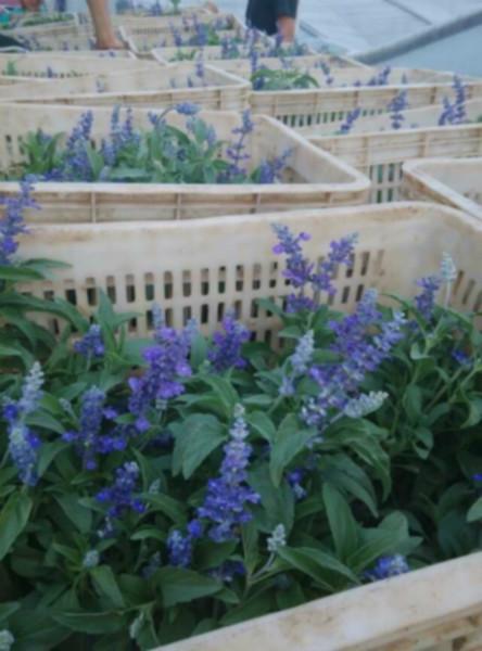 供應(yīng)青州薰衣草價(jià)格