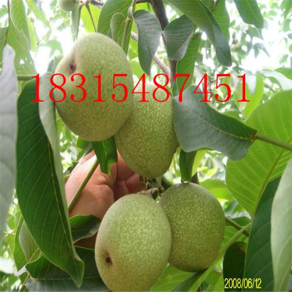 供應薄殼核桃苗，大量出售薄殼核桃苗，嫁接薄殼核桃苗