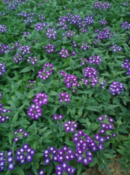 供應(yīng)地被菊價(jià)格供應(yīng)山東草花價(jià)格