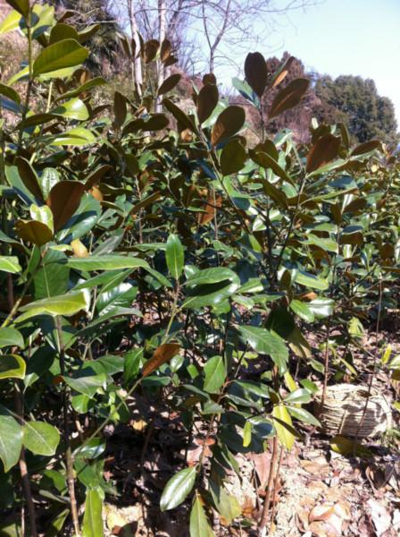 供應(yīng)嵊州廣玉蘭小苗苗木基地，廣玉蘭小苗報(bào)價(jià)