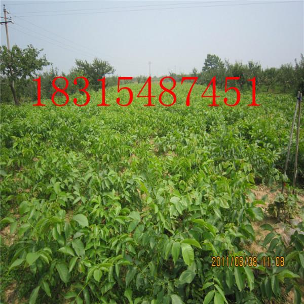 供應(yīng)薄皮核桃苗，8518薄皮核桃苗，香玲薄皮核桃苗，9818薄皮核桃苗