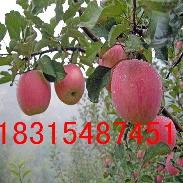 供應紅富士蘋果苗/矮化紅富士蘋果苗/煙臺紅富士蘋果苗