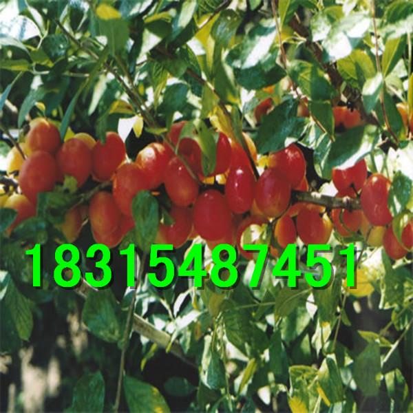 供應(yīng)櫻桃苗，大量出售櫻桃苗，嫁接櫻桃苗，車?yán)遄訖烟颐?  title=