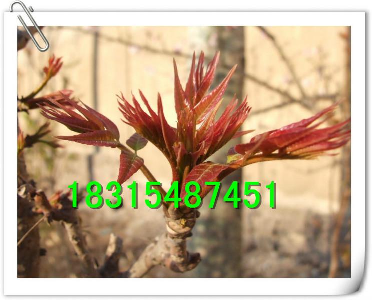 供應(yīng)香椿苗怎樣種植，大棚香椿苗怎樣種植，矮化香椿苗怎樣種植