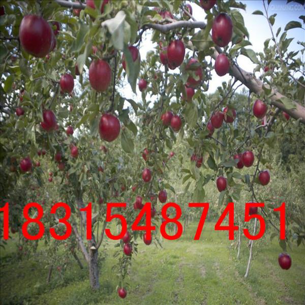 供應紅富士蘋果苗/矮化紅富士蘋果苗/煙臺紅富士蘋果苗