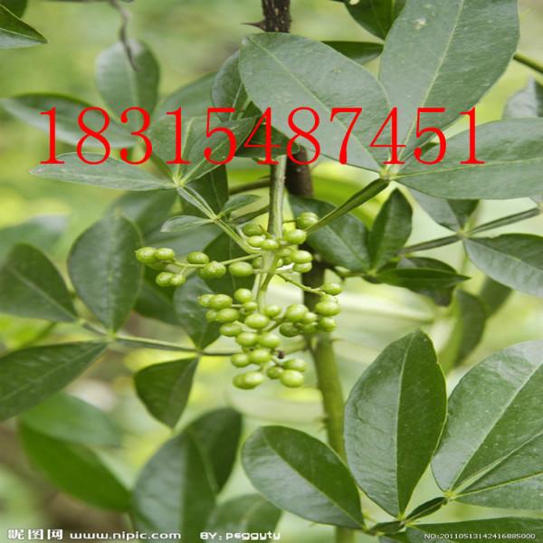 供應(yīng)麻花椒苗，大量出售麻花椒苗，四川麻花椒苗