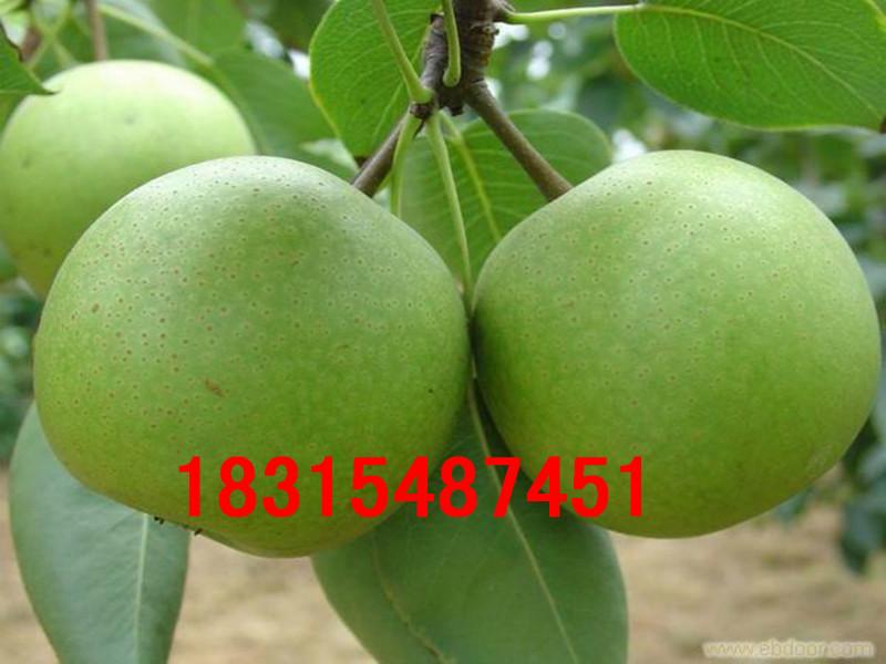 供應(yīng)嫁接皇冠梨樹苗，大量處理嫁接皇冠梨樹苗，大量處理嫁接皇冠梨樹苗