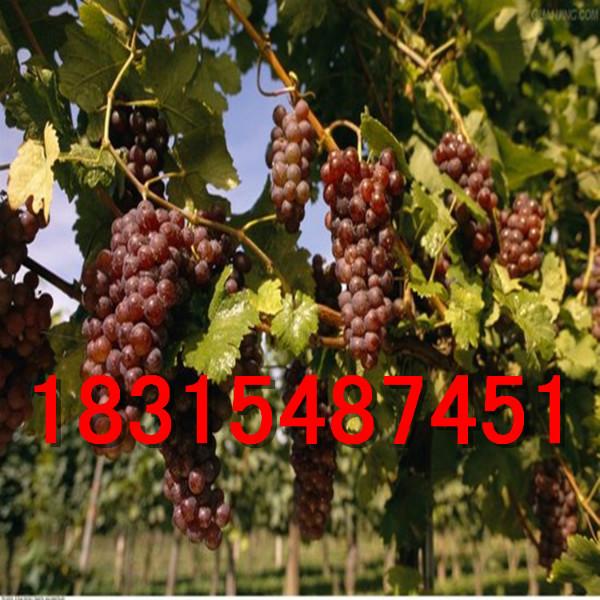 供應醉金香葡萄苗，大量供應醉金香葡萄苗，嫁接醉金香葡萄苗