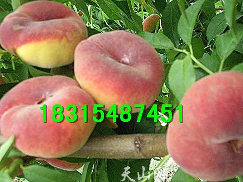 供應桃苗新品種，占地桃苗新品種，嫁接桃苗新品種，早熟桃苗新品種