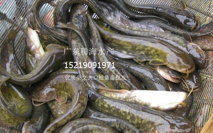 供應優(yōu)質大口鯰魚苗_廣東騰海水產大口鯰批發(fā)_生長快產量高歡迎致電