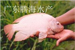 供應(yīng)廣東彩虹雕魚苗批發(fā)廣東彩虹雕魚苗養(yǎng)殖場(chǎng)廣東省彩虹雕魚苗價(jià)格