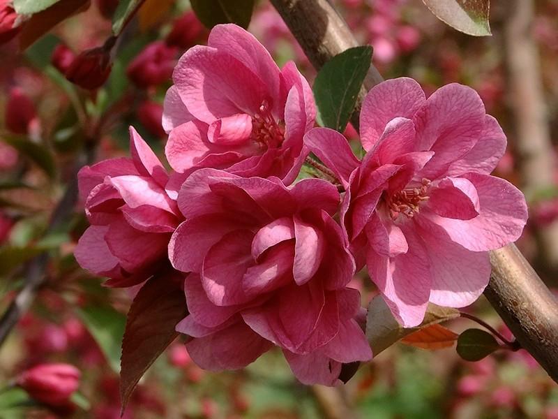 供應(yīng)牡丹海棠成苗花似牡丹