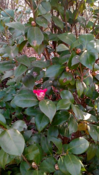 供應(yīng)扦插茶花小苗，茶梅，紅梅，紅楓，桂花地戶直銷