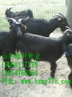 供應(yīng)三個(gè)月小羊羔多少錢