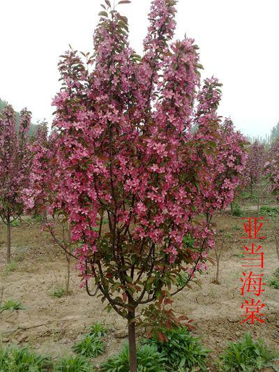 供應(yīng)亞當(dāng)海棠樹苗2015*熱銷