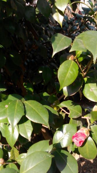 供應(yīng)扦插茶花小苗，茶梅，紅梅，紅楓，桂花地戶直銷