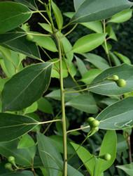 醫(yī)用樟腦油圖片