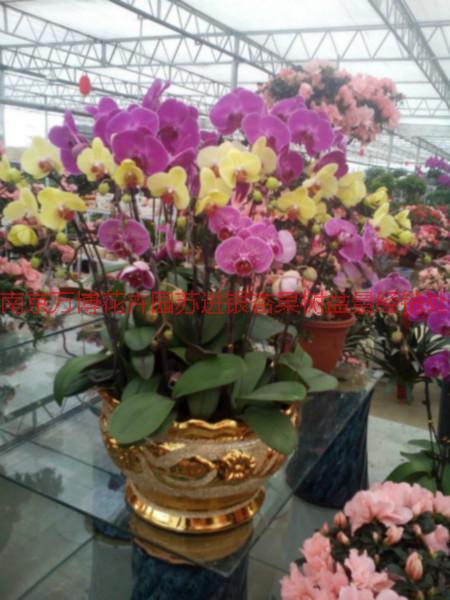 供應(yīng)南京室內(nèi)花卉用途，南京室內(nèi)花卉報(bào)價(jià)，南京室內(nèi)花卉租擺